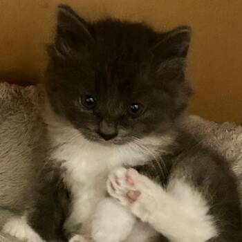 Domestic Medium Hair Cats Available for Adoption in Knoxville, Tennessee - Stratton | PetCurious