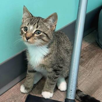 Aleppo -  Domestic Short Hair Cat for Adoption in Falls Church, Virginia - Aleppo | PetCurious