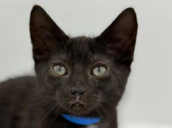 Terence -  Domestic Short Hair Cat for Adoption in Portland, Oregon - Terence | PetCurious