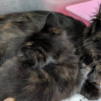 Tamwen -  Domestic Short Hair Cat for Adoption in Auburn, Alabama - Tamwen | PetCurious