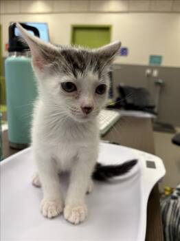 EDGAR -  Domestic Short Hair Cat for Adoption in Las Vegas, Nevada - EDGAR | PetCurious