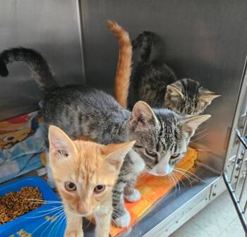 Wood Kitten 3(Pine) -  Domestic Short Hair Cat for Adoption in Mocksville, North Carolina - Wood Kitten 3(Pine) | PetCurious