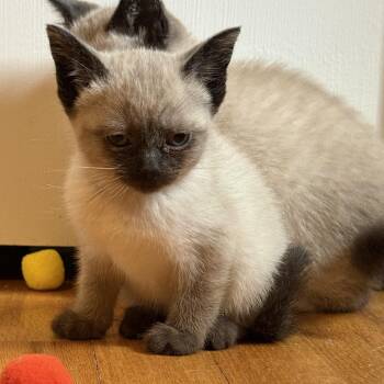 Siamese Cats Available for Adoption in Beaverton, Oregon - Jane | PetCurious