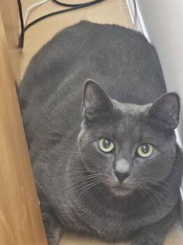 Rescue Domestic Short Hair Cats for Adoption in Pleasantville, New Jersey - Twin | PetCurious