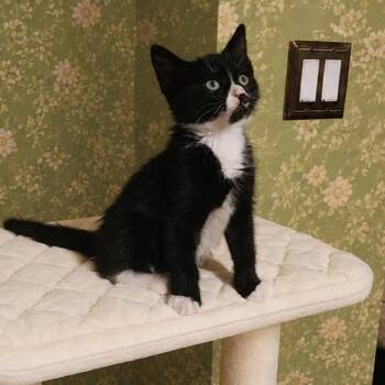 Felix -  Domestic Short Hair Cat for Adoption in Allen, Texas - Felix | PetCurious