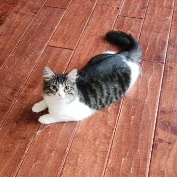 Domestic Medium Hair Cats Available for Adoption - Dragonfly | PetCurious