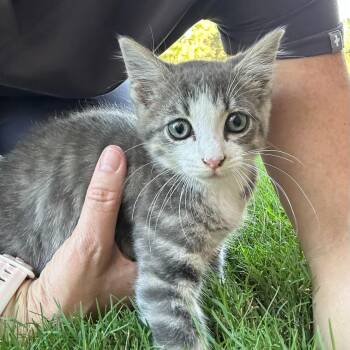 Banner -  Domestic Medium Hair Cat for Adoption in Fort Payne, Alabama - Banner | PetCurious