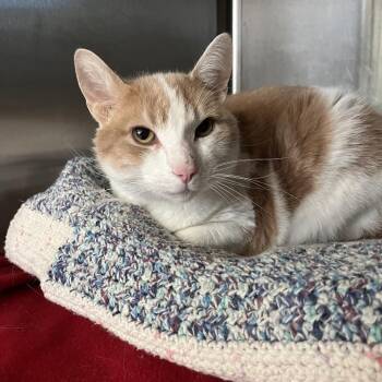 Domestic Short Hair Cats Available for Adoption - Punxsutawney Phil | PetCurious