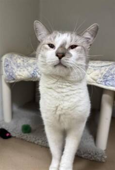 PAPA JOHN -  Domestic Long Hair Cat for Adoption in Boston, Massachusetts - PAPA JOHN | PetCurious