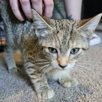 Serena -  Tabby and Domestic Short Hair Cat for Adoption in Knoxville, Tennessee - Serena | PetCurious