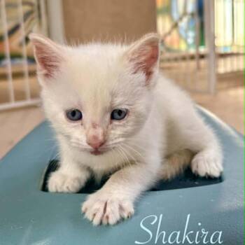 Shakira -  Domestic Short Hair Cat Available for Adoption in Las Cruces, New Mexico - Shakira | PetCurious