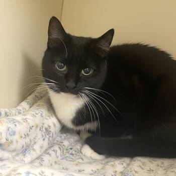 Domestic Short Hair Cats Available for Adoption in Elyria, Ohio - Parisa | PetCurious