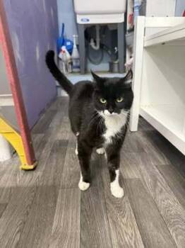 Rescue Domestic Medium Hair Cats for Adoption in West Mifflin, Pennsylvania - Trixie | PetCurious
