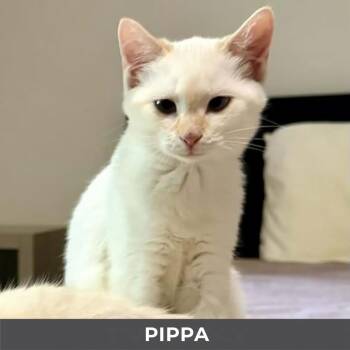 Pippa -  Domestic Medium Hair Cat for Adoption in Toronto, Ontario - Pippa | PetCurious