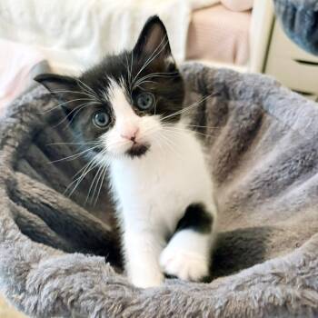 Domestic Short Hair Cats Available for Adoption in Lake Monroe, Florida - Stephen Purry | PetCurious
