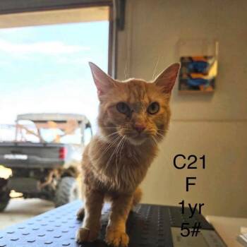 Felicity -  Domestic Short Hair Cat for Adoption in Buffalo, Minnesota - Felicity | PetCurious