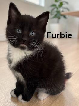 Furbie -  Domestic Short Hair Cat for Adoption in Weems, Virginia - Furbie | PetCurious