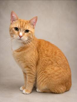 Domestic Short Hair Cats Available for Adoption in Miami, Florida - Garfield | PetCurious