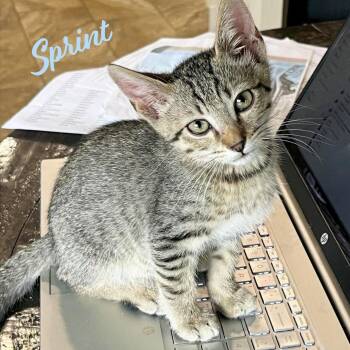 Sprint #Heights-quintet -  Tabby and Domestic Short Hair Cat for Adoption in Houston, Texas - Sprint #Heights-quintet | PetCurious