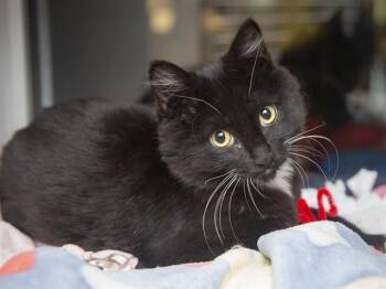 MARCO -  Domestic Short Hair Cat for Adoption in Phoenix, Arizona - MARCO | PetCurious
