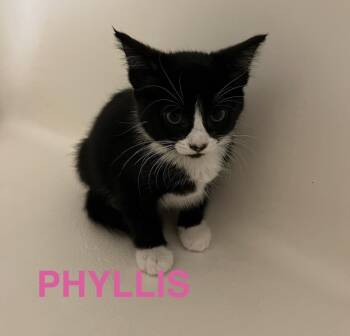 Phyllis - The Office Litter -  Tuxedo Cat for Adoption in Anthem, Arizona - Phyllis - The Office Litter | PetCurious