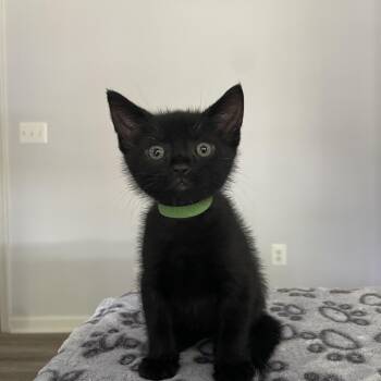 Ash -  Domestic Short Hair Cat for Adoption in Columbia, Maryland - Ash | PetCurious