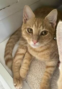 Huey -  Domestic Short Hair Cat for Adoption in Fort Myers, Florida - Huey | PetCurious