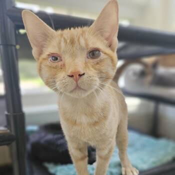 Welcoming William -  Domestic Short Hair Cat for Adoption in Gloucester, Virginia - Welcoming William | PetCurious