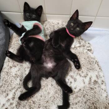 Sabbath -  Domestic Short Hair Cat for Adoption in Milwaukee, Wisconsin - Sabbath | PetCurious