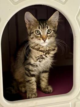 Oak -  Domestic Medium Hair Cat for Adoption in Phoenix, Arizona - Oak | PetCurious