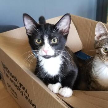 Cammie -  Tuxedo Cat for Adoption in Delta, Colorado - Cammie | PetCurious