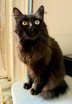 Rescue Domestic Medium Hair Cats for Adoption - Gracie | PetCurious