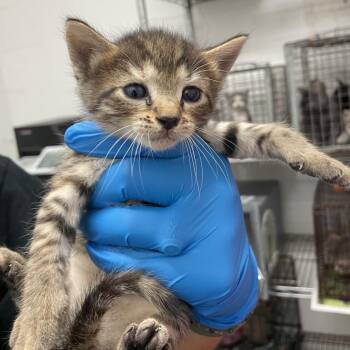 Domestic Short Hair Cats Available for Adoption in Edinburg, Texas - Julietta | PetCurious