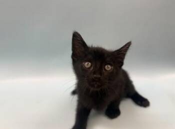 Ares -  Domestic Short Hair Cat for Adoption in Woodbury, Minnesota - Ares | PetCurious
