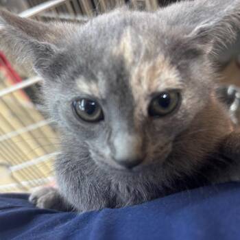 Onion -  Domestic Short Hair Cat for Adoption in Parrish, Alabama - Onion | PetCurious