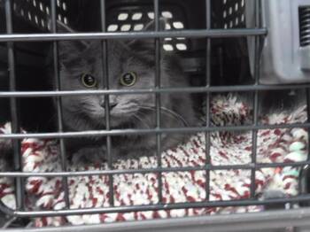 Domestic Short Hair Cats Available for Adoption in Omaha, Nebraska - SALT | PetCurious