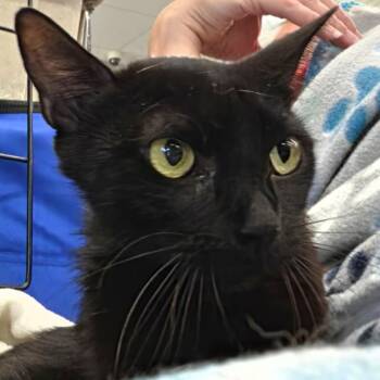 Serena -  Domestic Short Hair Cat for Adoption in San Antonio, Texas - Serena | PetCurious