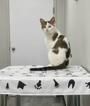 Domestic Short Hair Cats Available for Adoption in Pittsburgh, Pennsylvania - Enrique (Rico) | PetCurious