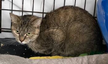 Rescue Domestic Short Hair Cats for Adoption in Muskegon, Michigan - FEYRE | PetCurious