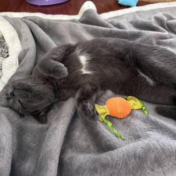 Kedzie -  Domestic Short Hair Cat for Adoption in Plainfield, Illinois - Kedzie | PetCurious