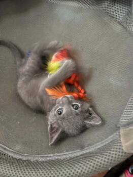 Pop Tart -  Domestic Short Hair and Russian Blue Cat for Adoption in Virginia Beach, Virginia - Pop Tart | PetCurious