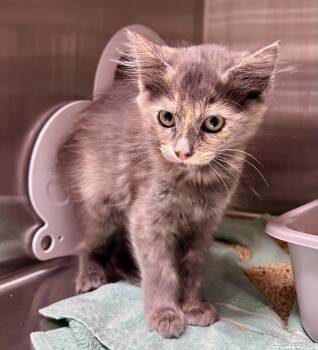 Ashling -  Domestic Long Hair Cat for Adoption in Seattle, Washington - Ashling | PetCurious