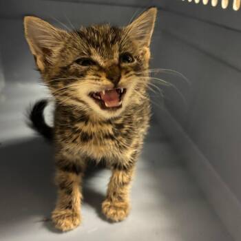 Swirls -  Domestic Short Hair Cat for Adoption in Ottawa, Kansas - Swirls | PetCurious
