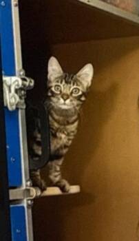 Rescue Domestic Long Hair Cats for Adoption in Fayetteville, Tennessee - Larry | PetCurious