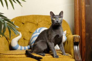 Buttercup -  Domestic Short Hair Cat for Adoption in Rowlett, Texas - Buttercup | PetCurious