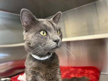 Domestic Medium Hair Cats Available for Adoption in Tustin, California - ZEN | PetCurious
