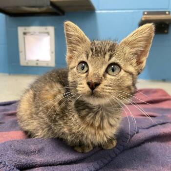 Starnosed Mole -  Domestic Short Hair Cat Available for Adoption in Carencro, Louisiana - Starnosed Mole | PetCurious