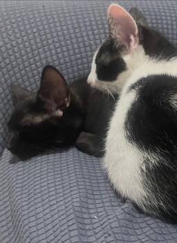 Lucky -  Domestic Short Hair Cat for Adoption in North Babylon, New York - Lucky | PetCurious
