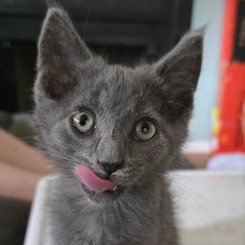 Fausto -  Domestic Long Hair Cat for Adoption in Normal, Illinois - Fausto | PetCurious