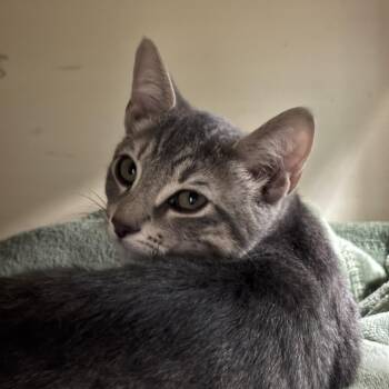 Slayer -  Domestic Short Hair Cat for Adoption in Titusville, Florida - Slayer | PetCurious